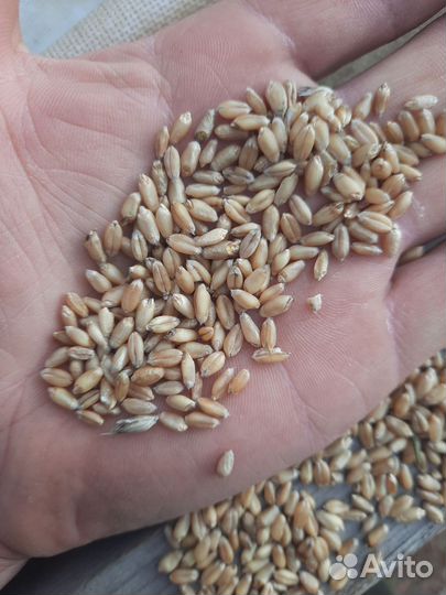 Пшеница мягкая 5 класс