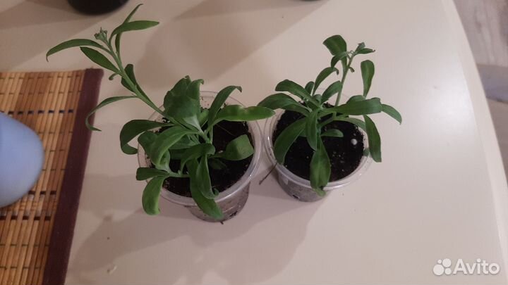 Алиссум вегетативный сноу принцесс