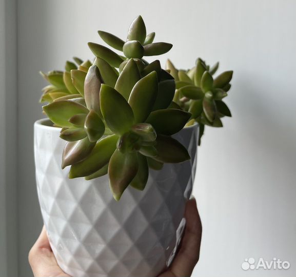 Суккуленты разные