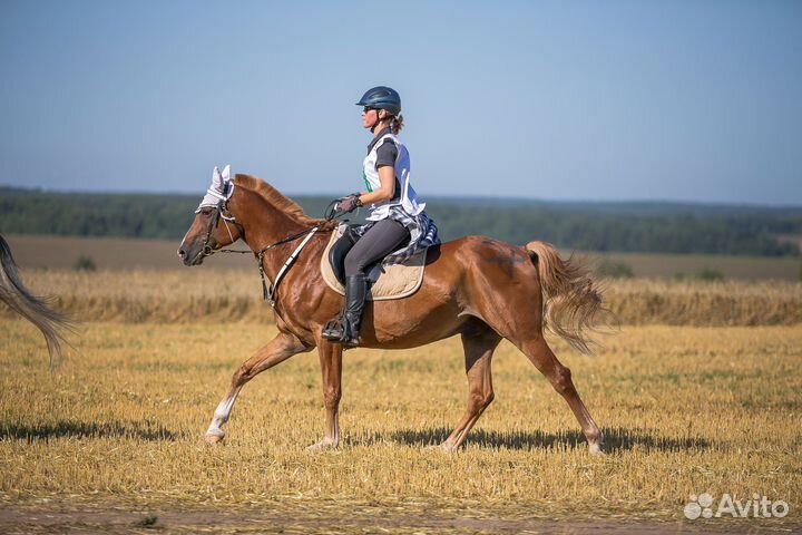 Три мерина в прокат, спорт, хобби