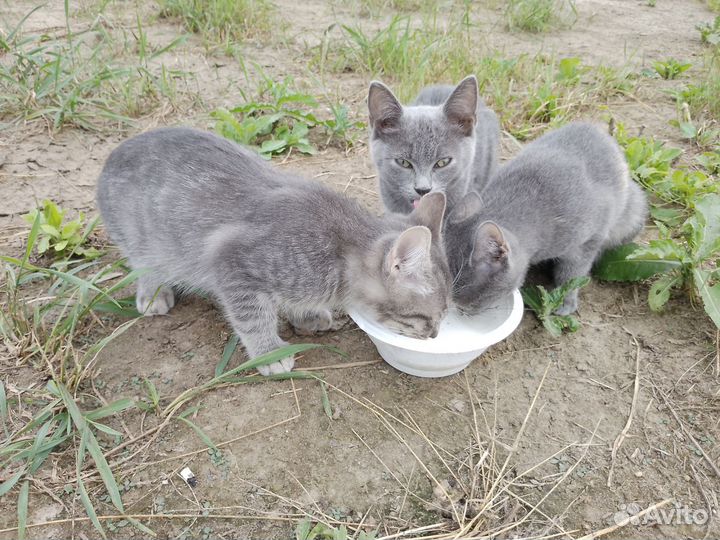Котята ищут дом