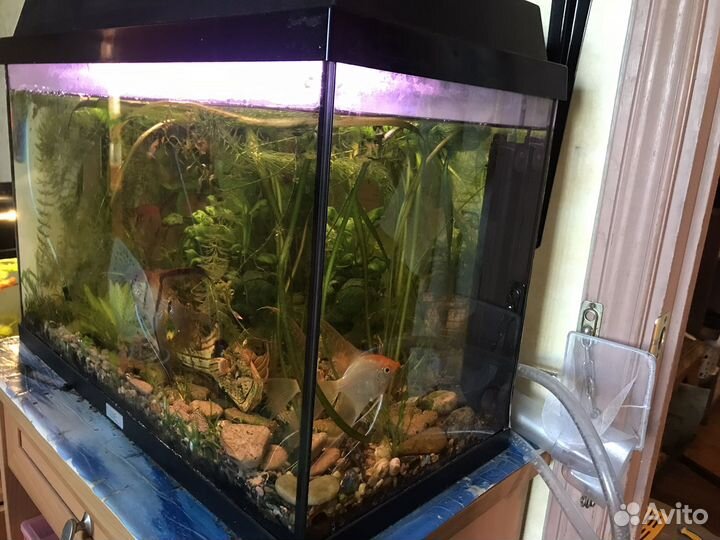 Аквариум juwel 70 литров и аквариум 30 литров