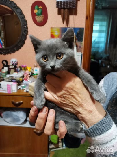Котенок 2 месяца девочка