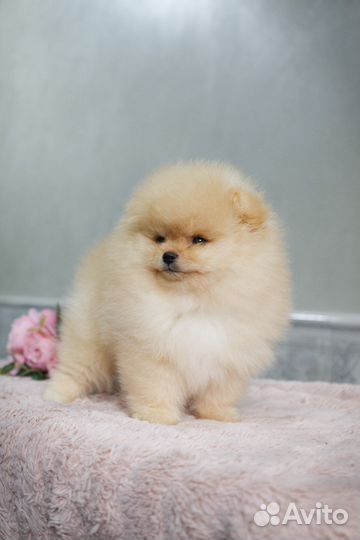 Померанский шпиц медвежьего типа девочка