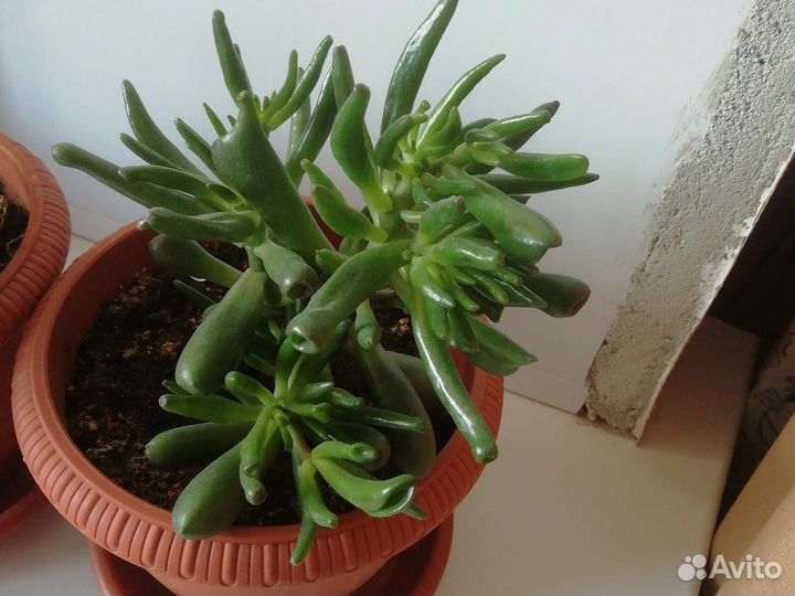 Крассула хоббит