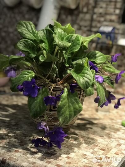 Фиалка (стартер)