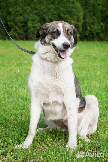 Ласковая Ирэй в дар