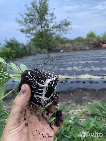 Рассада клубники