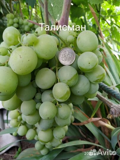 Саженцы винограда