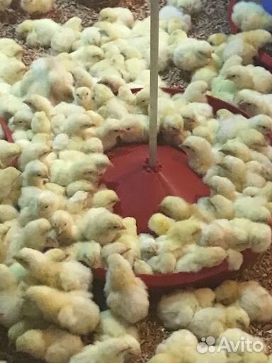 Цыплята Бройлер кобб 500