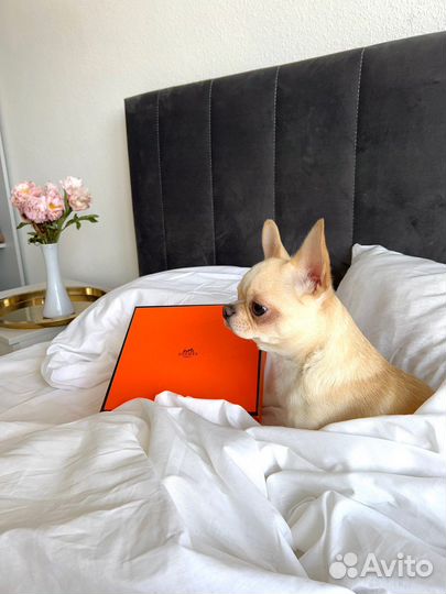 Передержка собак (зоопсихолог/грумер)