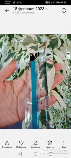 Фикус бенджамина пестролистный