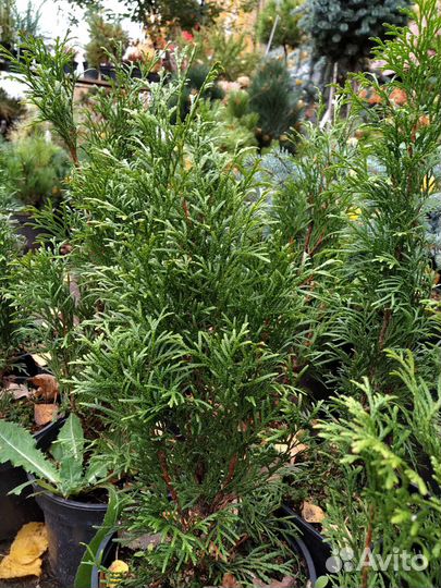 Туя смарагд