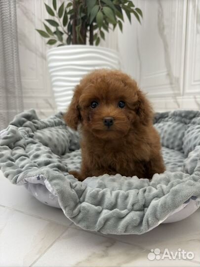 Той пудель тедди девочка РКФ редбраун