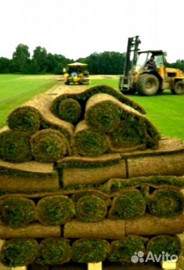 Рулонный газон