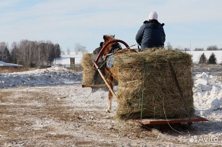 Сено люцерна. Луговое разнотравье