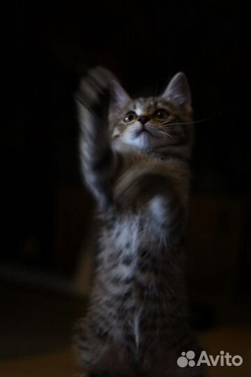 Кошечка в добрые руки