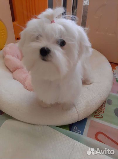 Мальтийская болонка щенки мальтезе