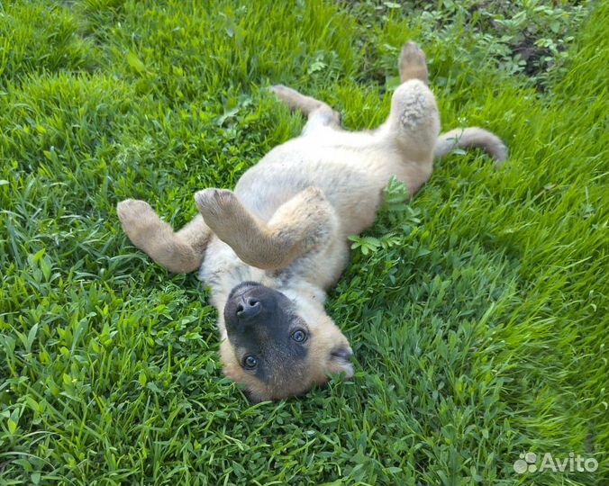 Мэри - щенок-девочка, метис малинуа в дар