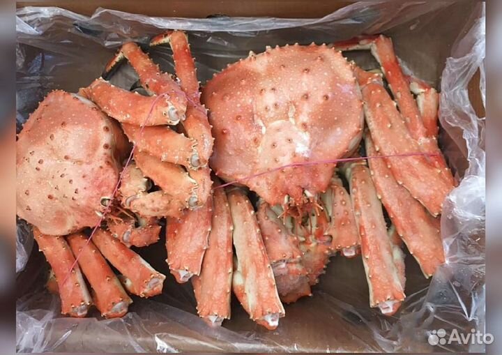 Краб Камчатский