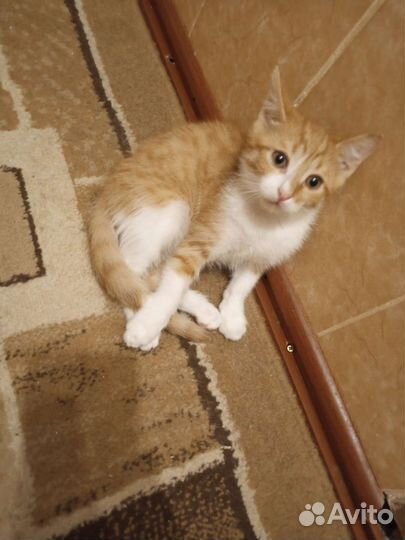 Котенок ярик