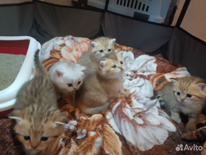 Британская кошка