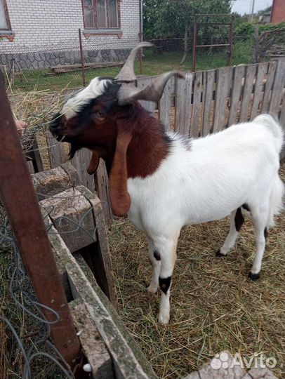 Козел. вязка