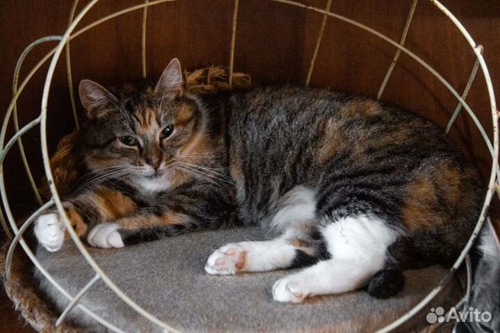 Сладкая булочка Маруся ищет семью