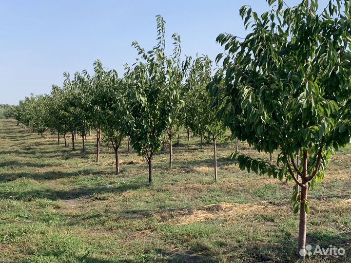 Плодовые крупномеры