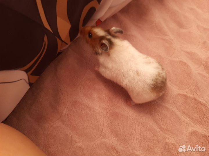 Сирийский хомяк