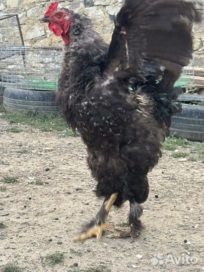 Петух брама