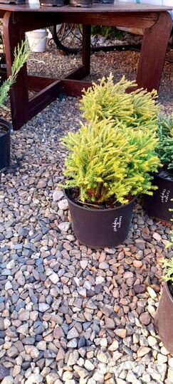 Хвойные и декоративные растения