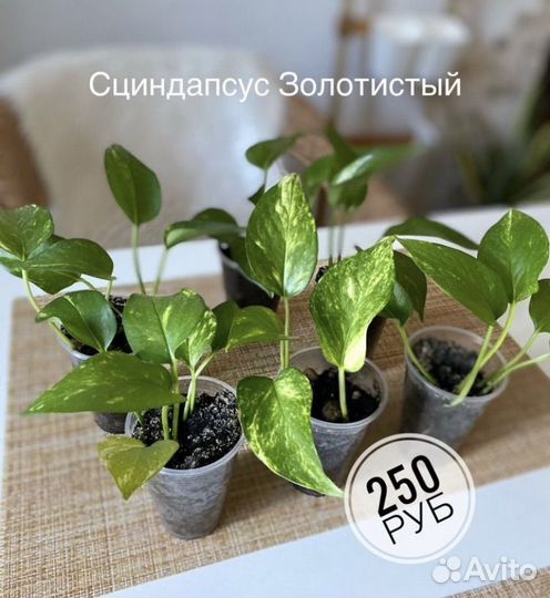 Сциндапсус