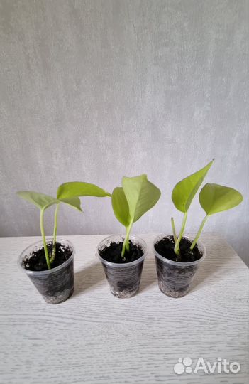 Сциндапсус