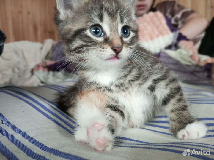 Котенок в дар бесплатно