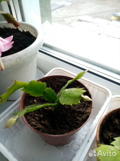 Цветок декабрист