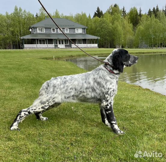 Английский сеттер готовый к охоте