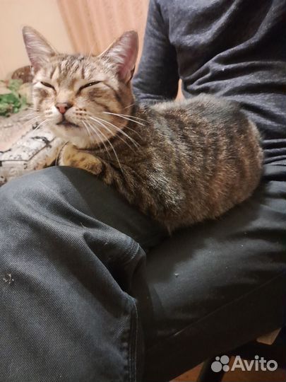 Кошка