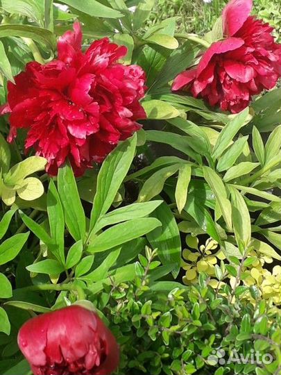 Флоксы. Пионы. Ясколка. Многолетники. Каменоломка