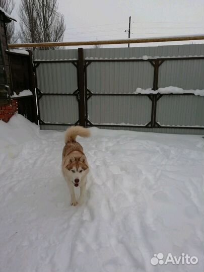 В добрые руки