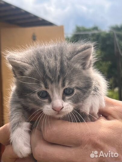 Котята в добрые руки бесплатно