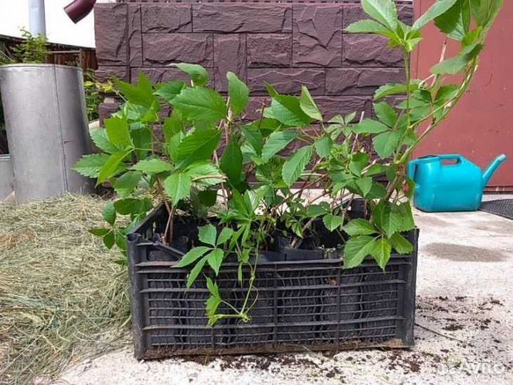 Девичий виноград в контейнере