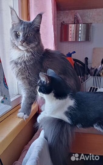 Передержка кошек