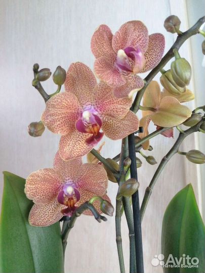 Орхидея сансет лав