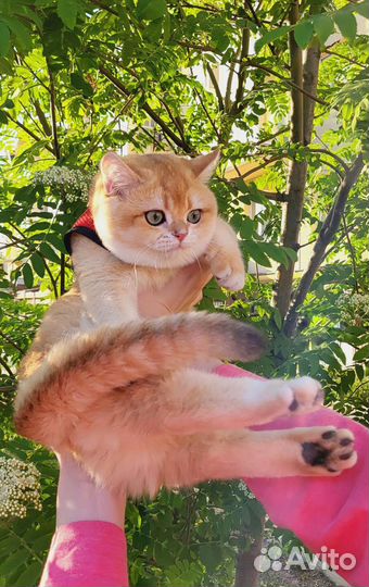 Золотой Шотландец