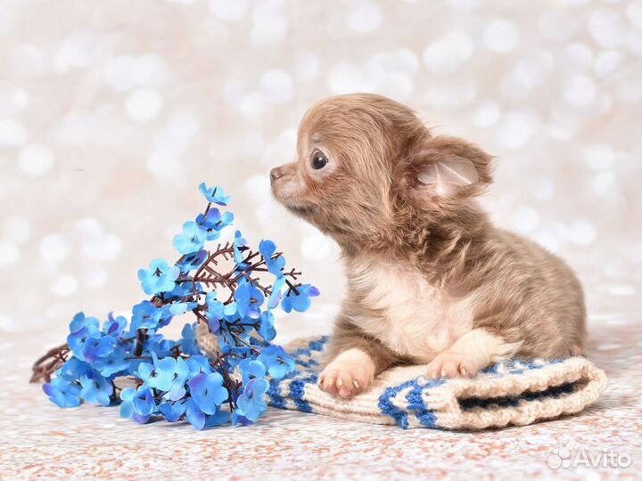 Щенки чихуахуа