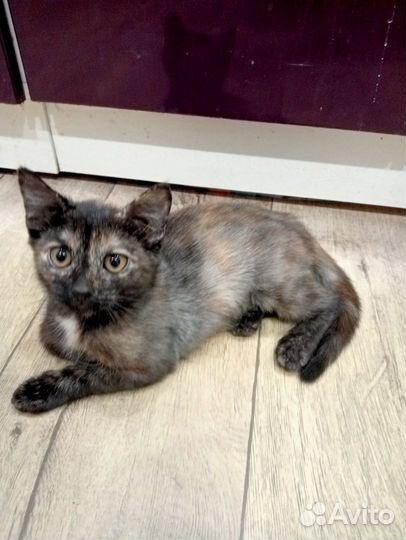 Котёнок в самые добрые руки