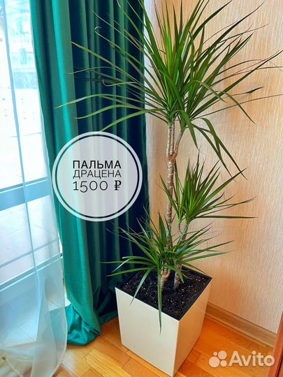 Аренда растений