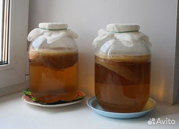 Чайный гриб