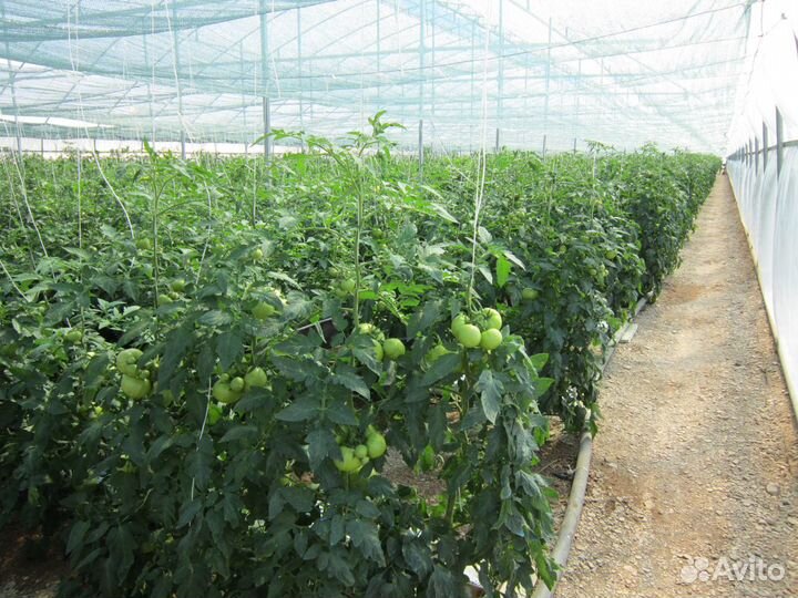 Теплицы промышленные шириной от 8 до 20 м